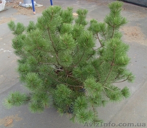 Сосна	горная	Pumilio	Co 25  Ландшафтный дизайн, озеленение   #541822