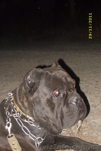 щенки Кане корсо итальяно #528798