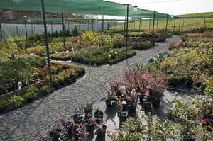 Оптовая и розничная продажа хвойных и лиственных декоративных растений. #520743