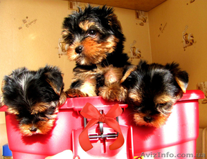 Йоркширский терьер щенки мальчишки и девочки. #530517