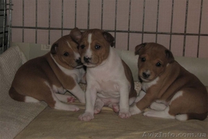Продам щенков басенджи  #544176