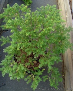 Тсуга канадская Co 12  Ландшафтный дизайн, озеленение   #544169