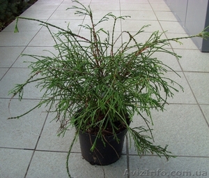 Туя	западная	Filiformis	Co  5  Ландшафтный дизайн, озеленение   #541823