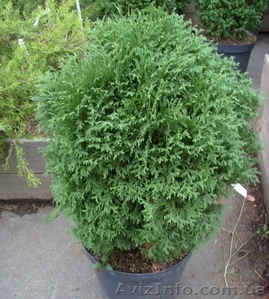Туя	западная	Little Gem	Co  5  Ландшафтный дизайн, озеленение   #543100