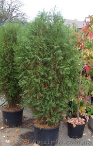 Туя западная Wagneri Cо 39 (100-120)  Ландшафтный дизайн, озеленение   #543103