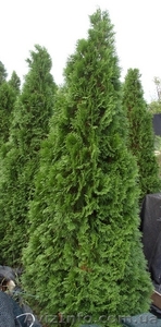 Туя западная Smaragd Со (140-160)  Ландшафтный дизайн, озеленение   #544166
