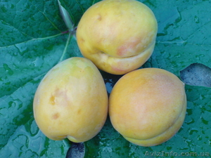  САЖЕНЦЫ ПЛОДОВЫХ ДЕРЕВЬЕВ  #550159