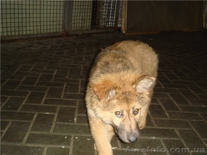 Друг-телохранитель,  метис кавказкой овчарки,  3 мес #411196