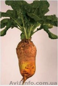 Запорожье agrosvit.zp@gmail.com #525724