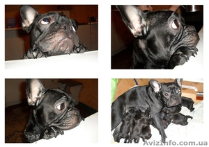 Щенки французкого бульдога #528503