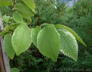 Вяз малый Variegatum Cо 25  Ландшафтный дизайн, озеленение   #543109