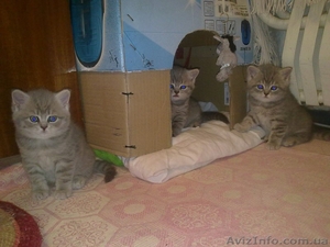Продам британских котят,  1 мес.,  окрас вискас #549592