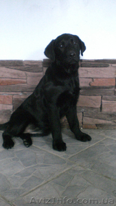 Продам щенка Лабродора-ретривера девочка с документами КСУ #555625