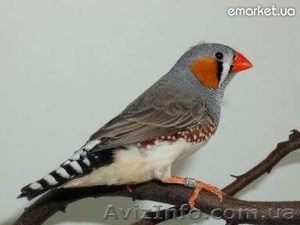 Амадина мальчик #528709