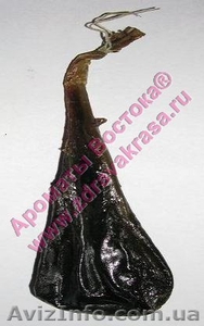 Медвежья желчь натуральная,  сухая #522374