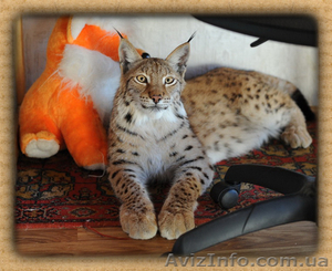 Рысь Сибирская в продаже ручные рысята #571000