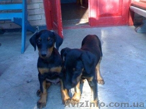 щеночки добермана #595413