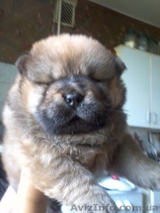предлагаю щенков чау-чау #573078