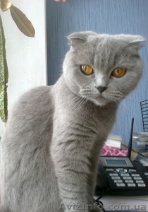 Шотландская вислоухая красавица #584299