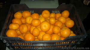 Мандарин клементин #568409