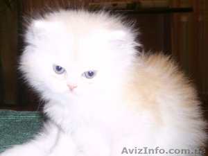 Котята перс-шиншилла редкий окрас за пол цены срочно! #568582