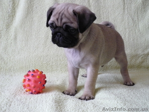 щенков мопса с документами #576666