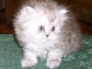 Котенок персидской ороды окрас шиншилла #588630