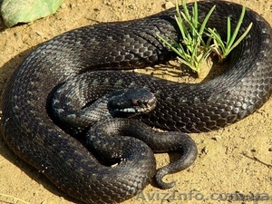 Продажа змей, ужей. СРОЧНО!!! #594213