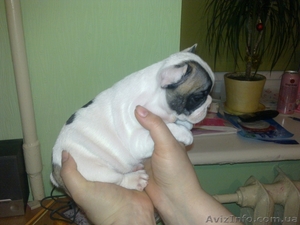  щенков французского бульдога #572368