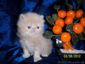 Персы и экзоты котята #586442