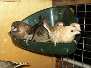 амадины зебровые,  японские #577705