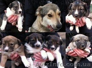 три сыночка и четыре лапочки дочки #562591