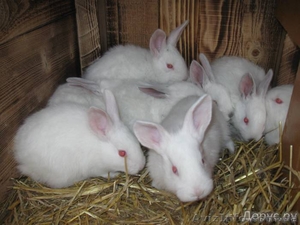 кролики мясных и элитно-меховых пород #594674