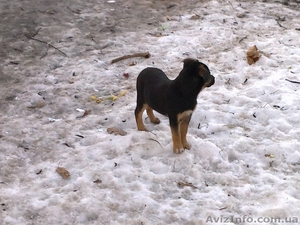 Отдам в хорошие руки  щенков 3-месяца #583384