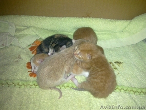 Милые котята в хорошие руки #582685