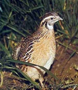 Продам перепела #583683