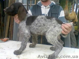 Продам щенков дратхаар #602446