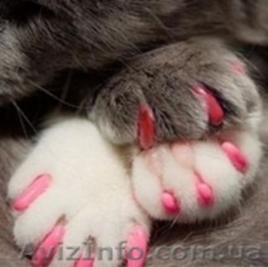 антицарапки для кошек #582742