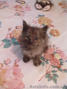 британцы 3 кошки #585190