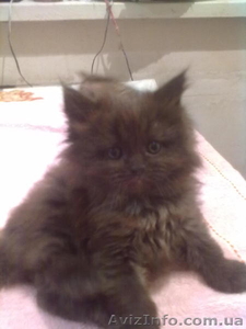 КОТ персидский классический шоколадный #585187