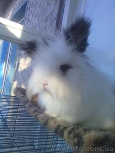 ОТДАМ В ХОРОШИЕ РУКИ КРОЛИКА #573531