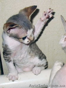 котенок девон рекс #583742