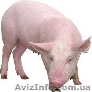 Продам Свиней(свині беконні) #599781