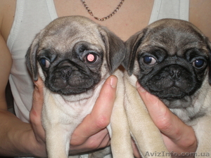 Щенки мопса с документами #523216