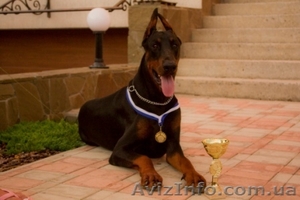 Продам щенка добермана #598967