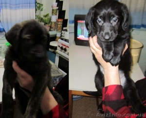 Отдам 4 щенков в хорошие руки #586656