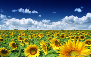 Продажа семян Форвард Ясон Харьков #575831