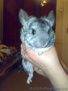 Продам шиншиллу девочку #598935
