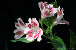 Саженцы Альстромерии #565095