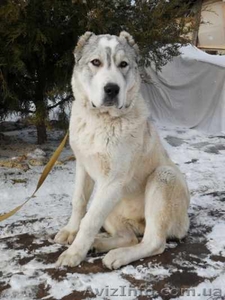 Среднеазиатскую овчарку (срочно продам) #571261